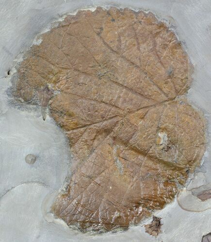 Insect Eaten Fossil Leaf (Davidia) - Montana #56681